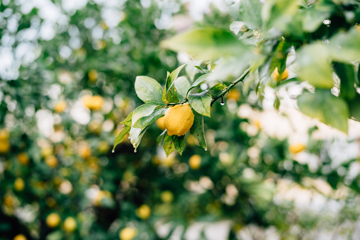 Diferentes formas de vitamina C: la diferencia entre el ascorbato y el ácido ascórbico