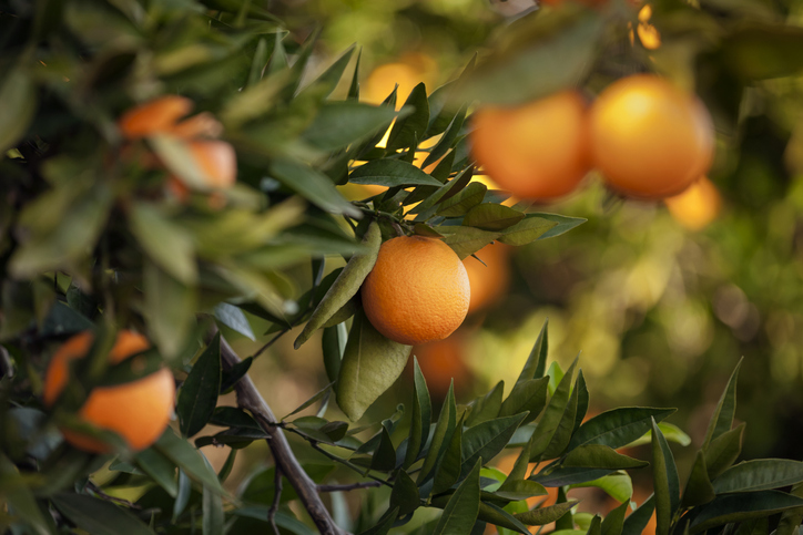 Diferentes formas de vitamina C: la diferencia entre el ascorbato y el ácido ascórbico